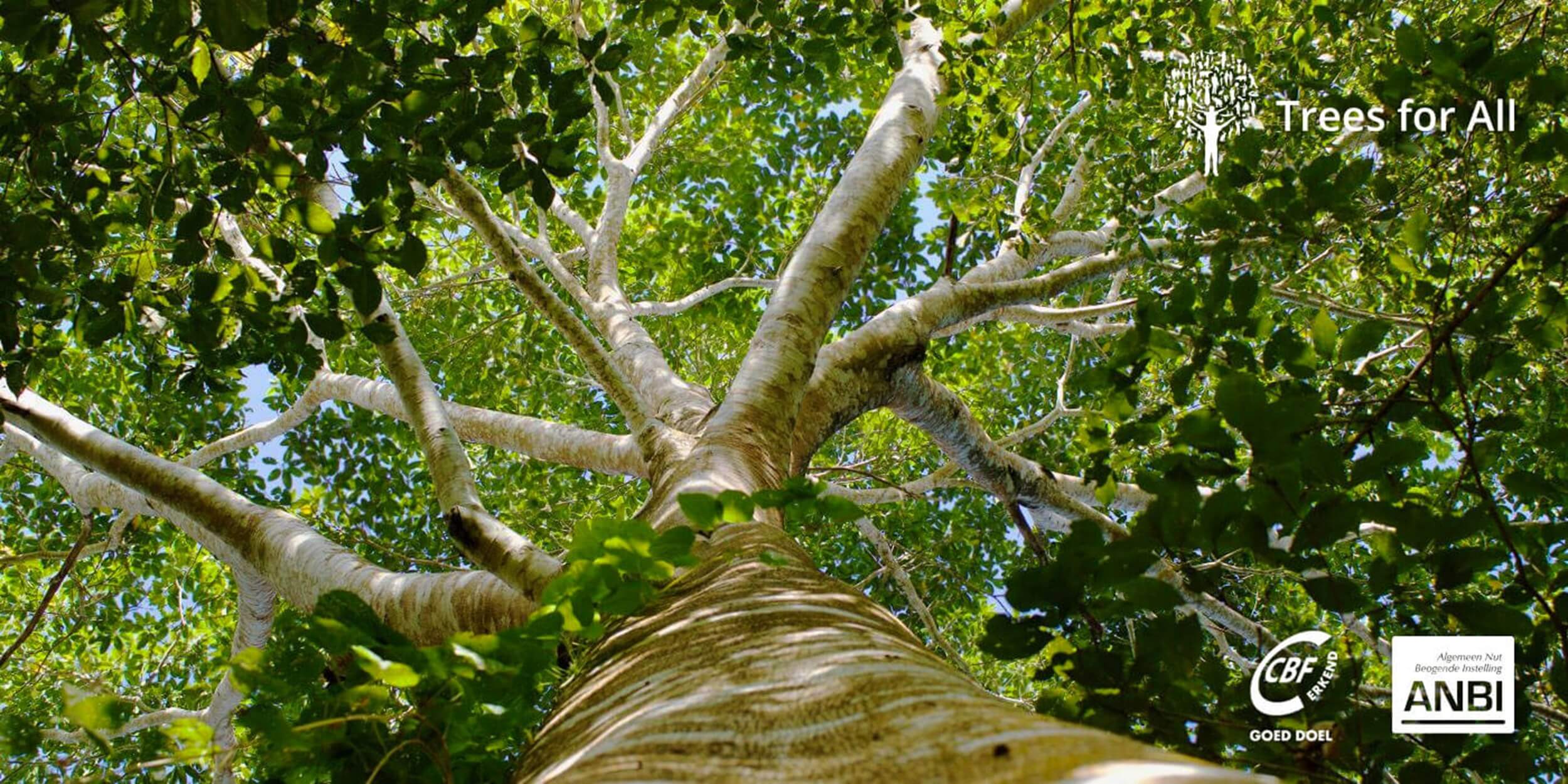 Orange Juice Samenwerking Met Trees For All